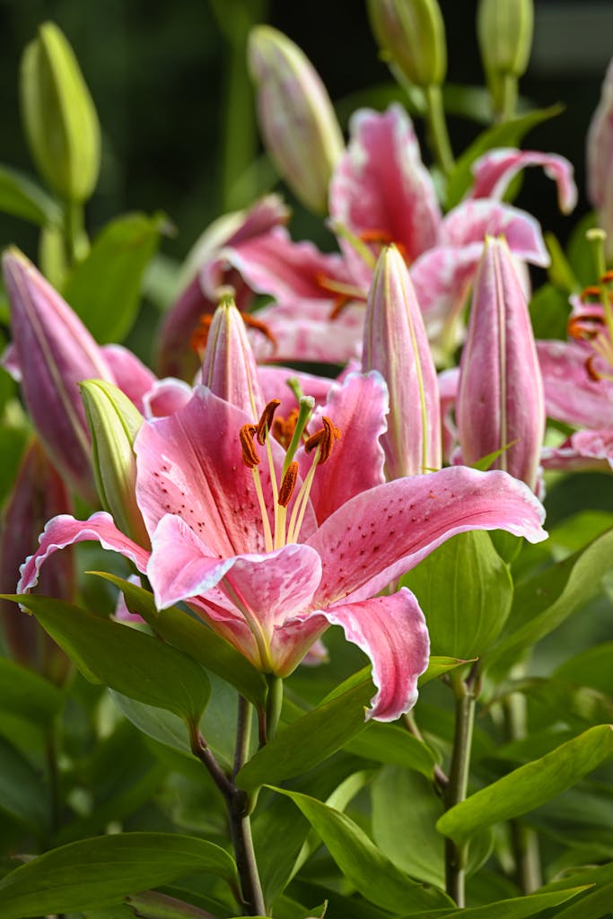 Beautiful close-up of pink lilies in full bloom with lush green foliage, perfect for nature-themed décor.